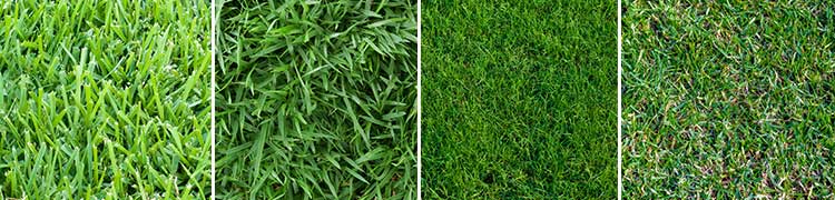 Type of Grass in San Antonio TX
