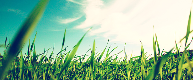 Best Warm-Season Grasses for your Lawns in Texas Part II
