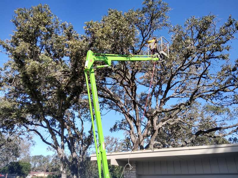 Tree removal services in Texas